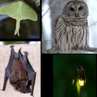 nature-at-night