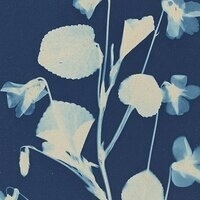 Sunprints